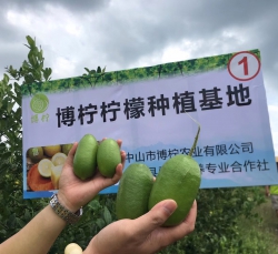 香水柠檬种植基地